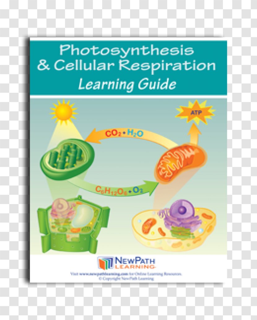 Cellular Respiration Photosynthesis Science - Protist Transparent PNG