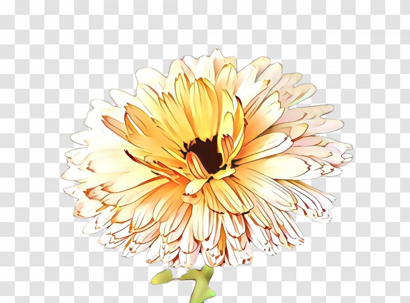 Watercolor Flower Background - Chrysanthemum - Aster Barberton Daisy Transparent PNG