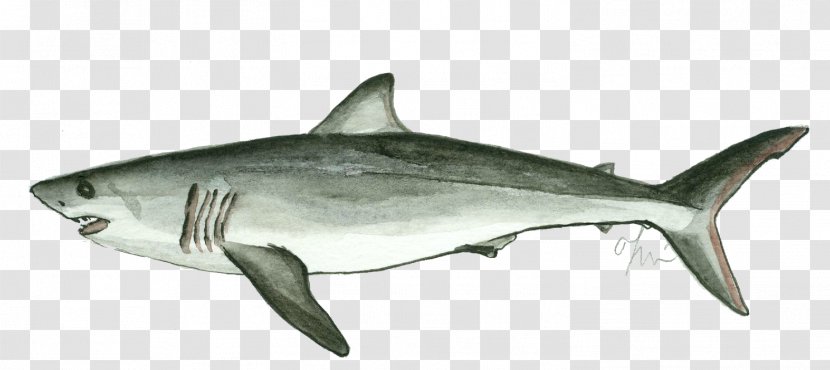 Tiger Shark Great White Squaliform Sharks Isurus Oxyrinchus Lamniformes - Sand Transparent PNG