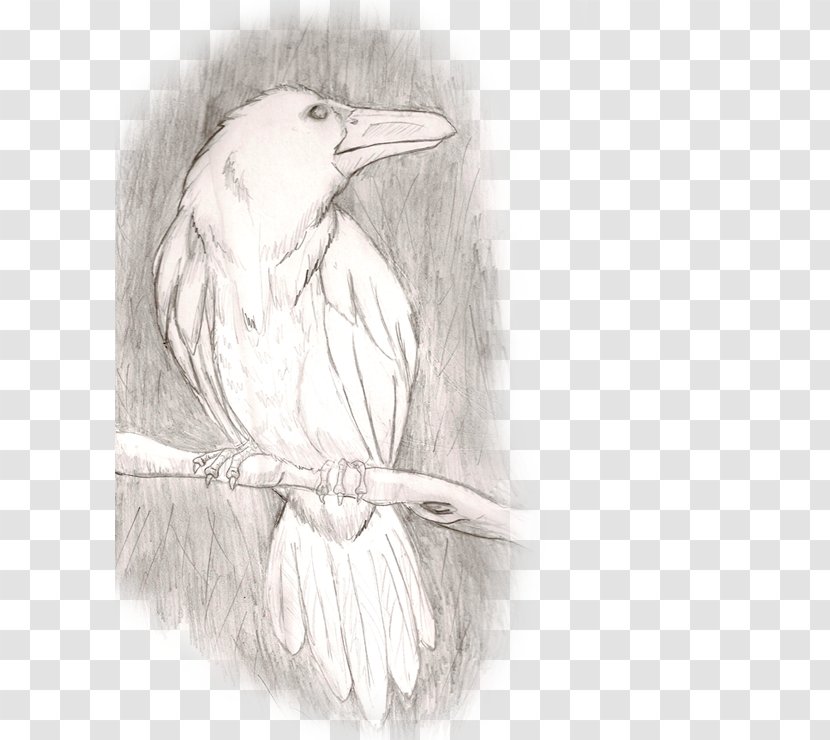 Beak Bird Figure Drawing Sketch Transparent PNG