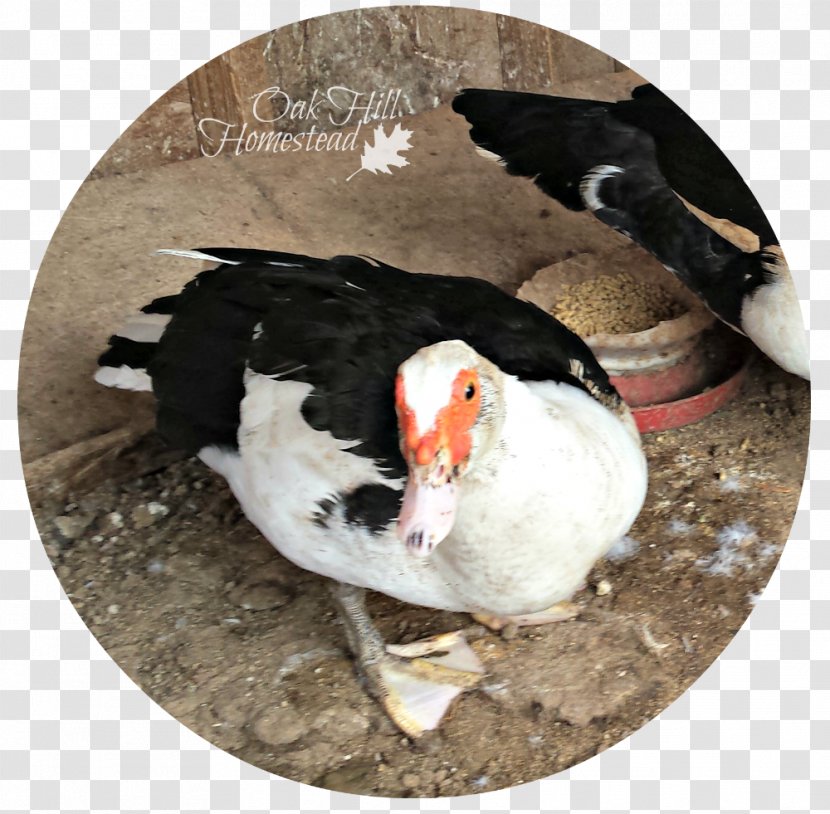 Duck Beak Puffin Fauna - Waterfowl Transparent PNG