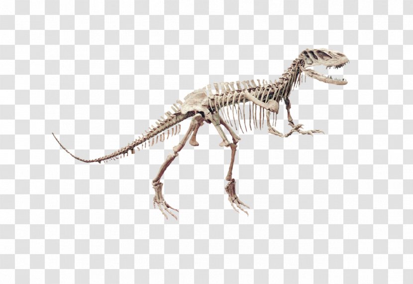 Velociraptor Tyrannosaurus Fauna Terrestrial Animal - Dinosaur - H&m Logo Transparent PNG