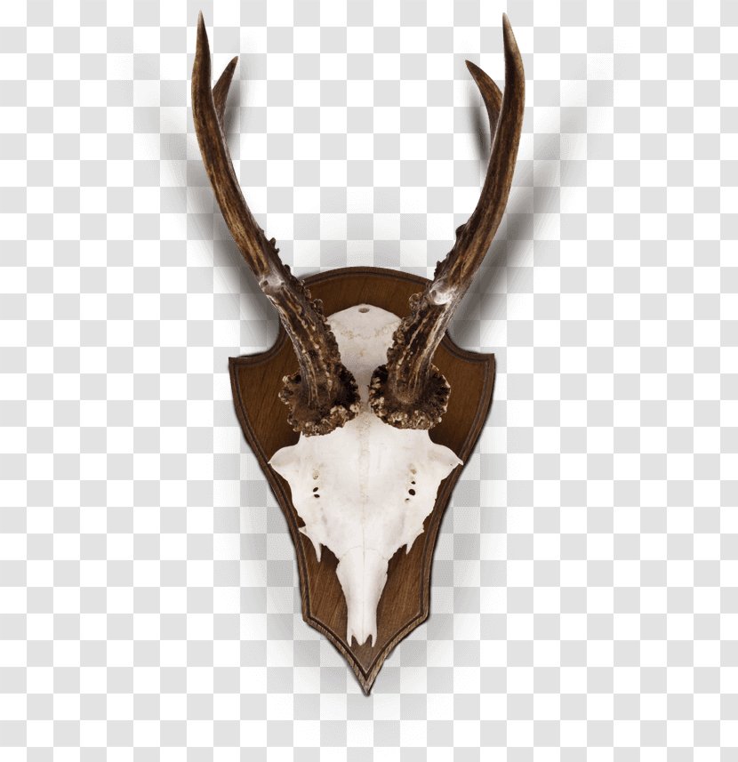 Deer Horn Trophy Hunting Antler - Antelope Transparent PNG
