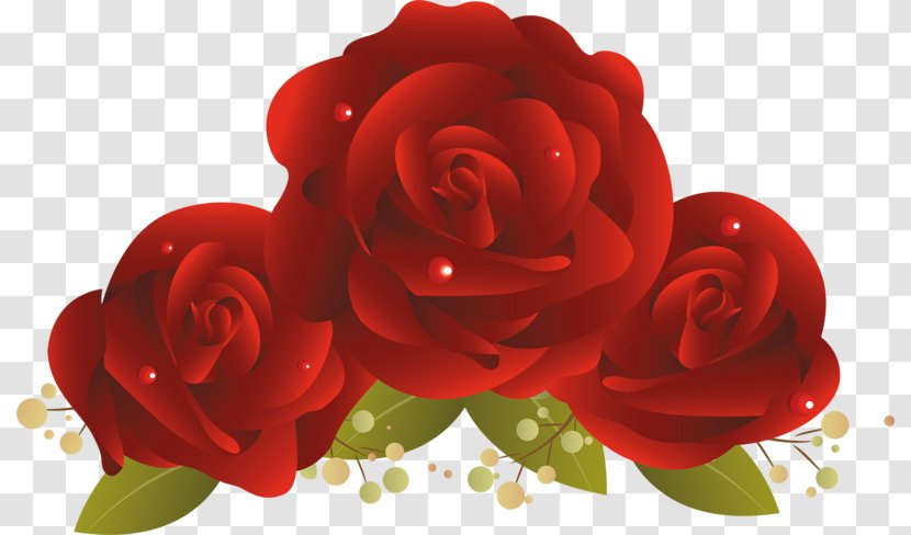 Garden Roses Cut Flowers Floral Design - World Wide Web Transparent PNG