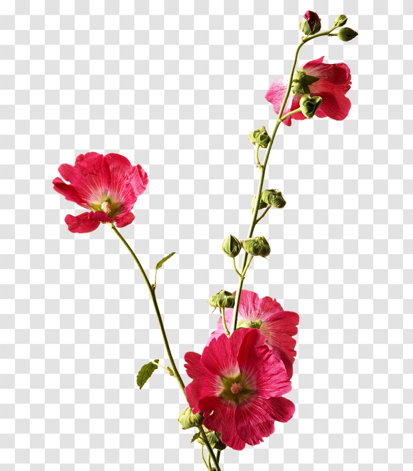 Cut Flowers Hollyhocks Clip Art - Magenta - Flower Transparent PNG