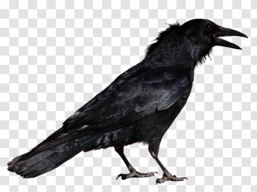 Common Raven Bird Clip Art - American Crow - Image Transparent PNG