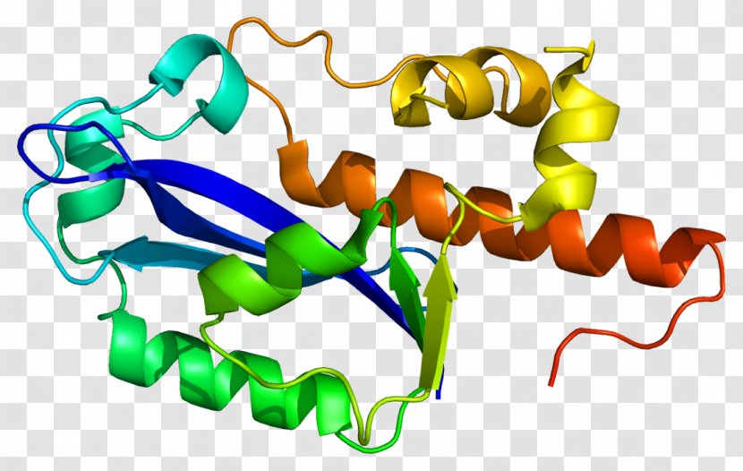 ISG20 Protein RecBCD Gene Interferon - Flower - Heart Transparent PNG