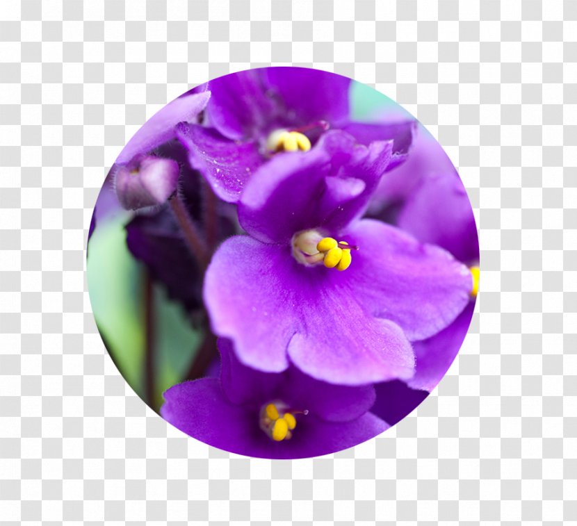 African Violet Sweet Houseplant Gardening - Plant Transparent PNG