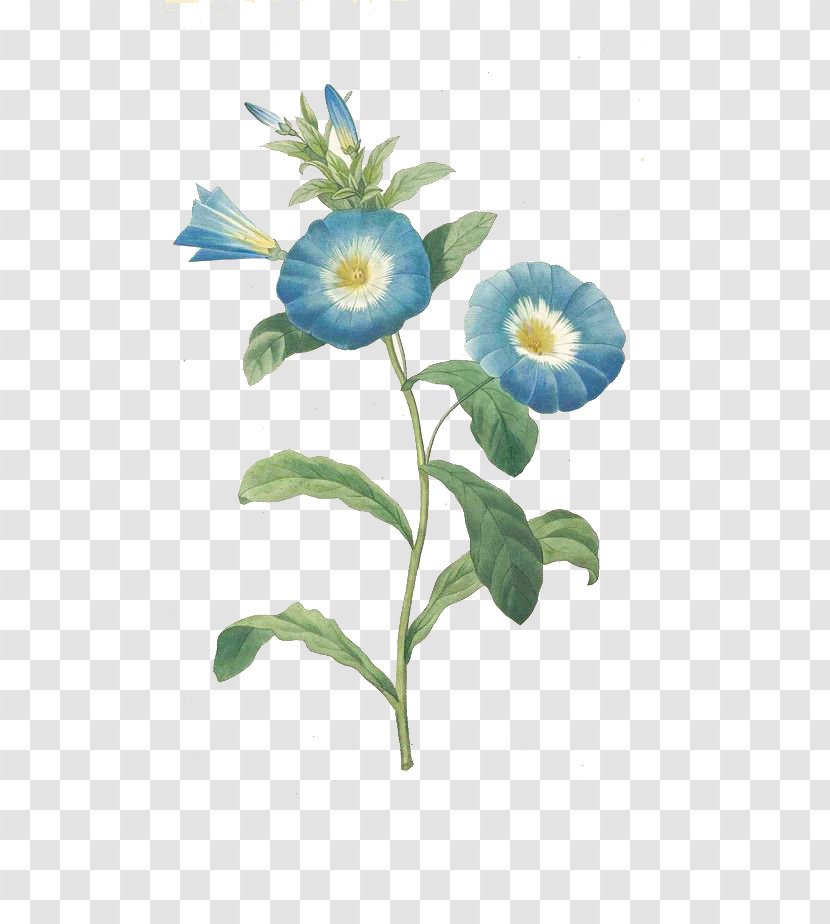 Convolvulus Tricolor Botanical Illustration Morning Glory Flower Botany - Cartoon - Blue Trumpet Transparent PNG