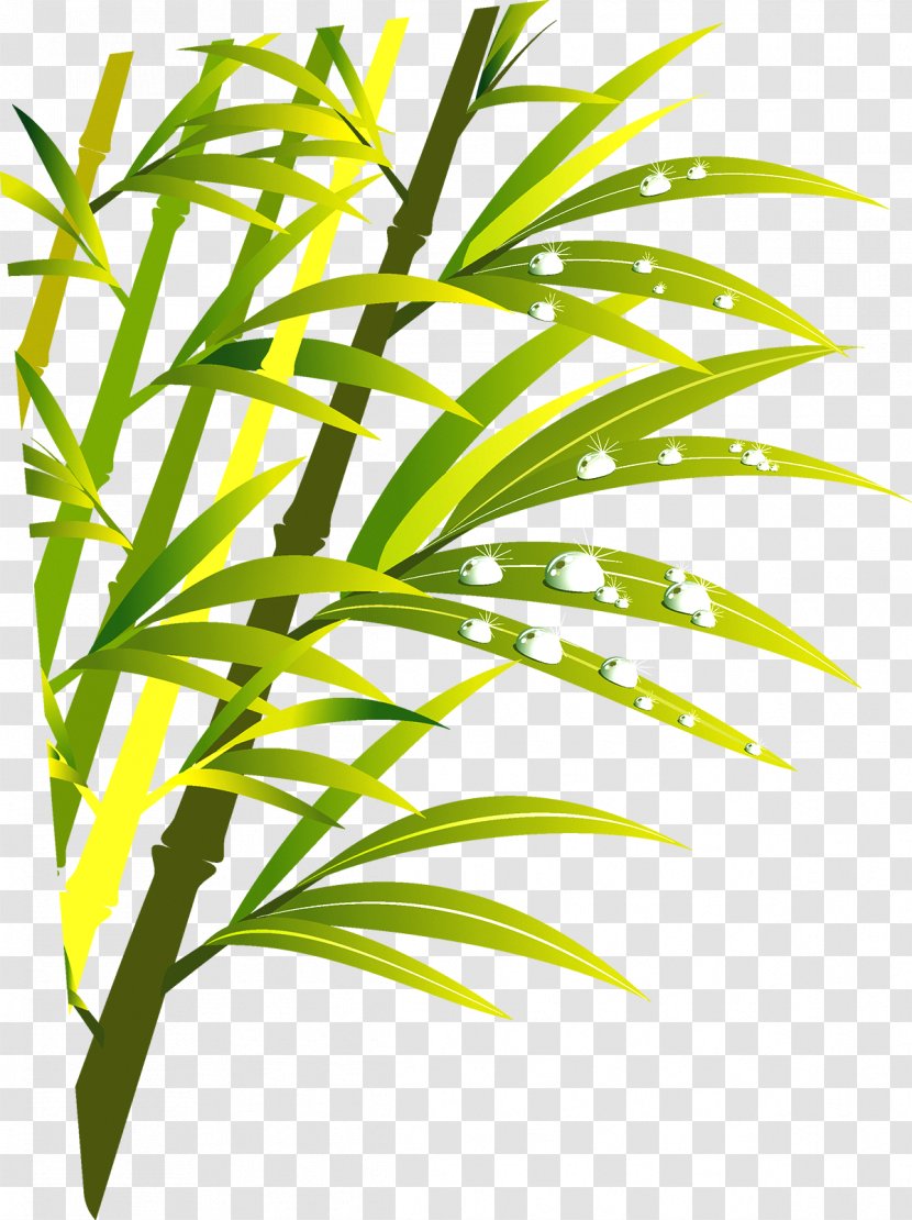 Bamboo - Grasses - Green Transparent PNG