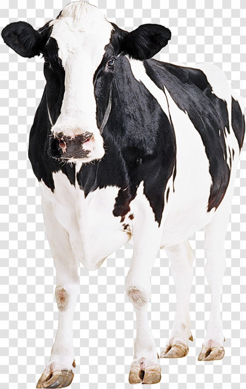 Holstein Friesian Cattle Goat Calf Weighing Scale Dairy Cattle Transparent PNG