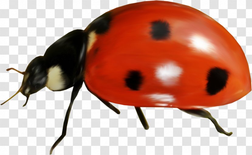 Ladybird Photography Clip Art - Drawing - Bug Transparent PNG