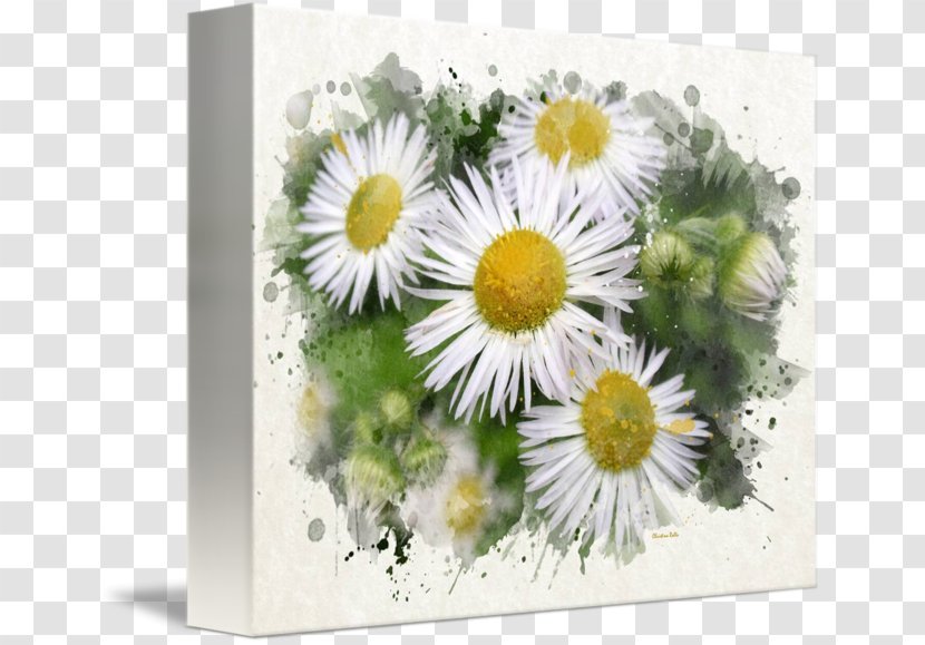 Common Daisy Floral Design Watercolor Painting Art Transparent PNG