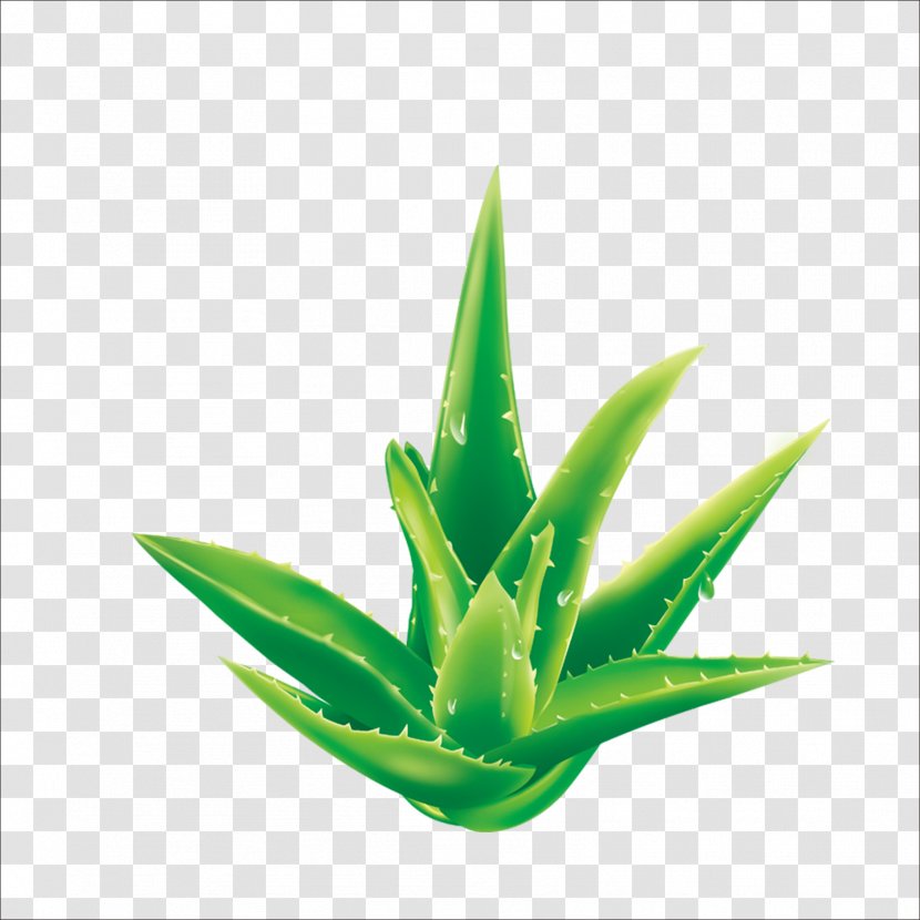 Aloe Plant - Poster Transparent PNG