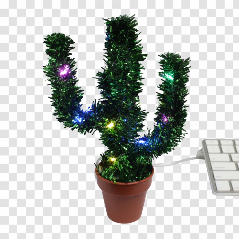 Schlumbergera Fir Light Saguaro Christmas - Grass - Cactus Creative Transparent PNG