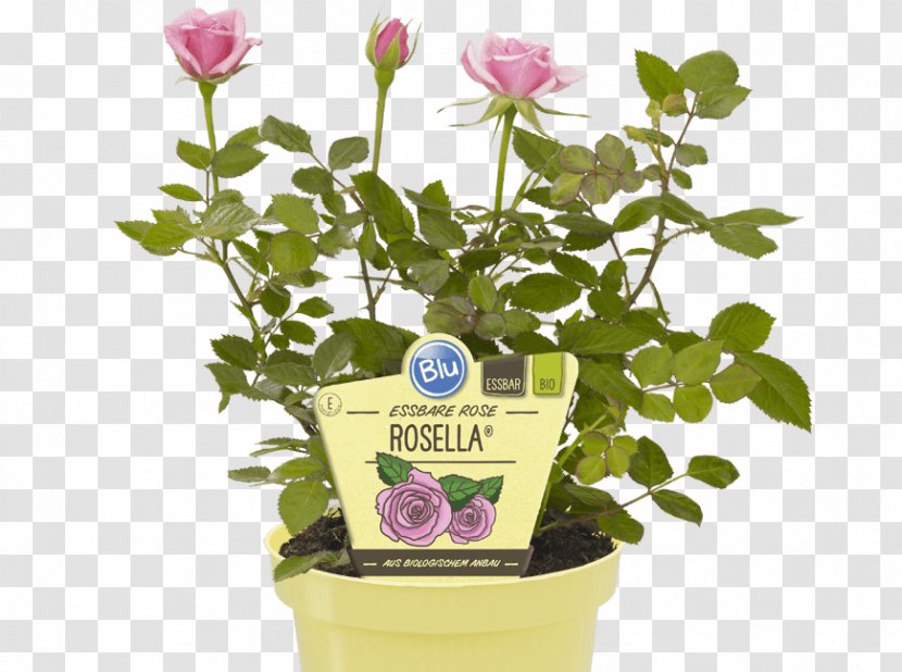 Flowerpot Blütenblatt Marmalade Houseplant - Color - EUKALYPTUS Transparent PNG