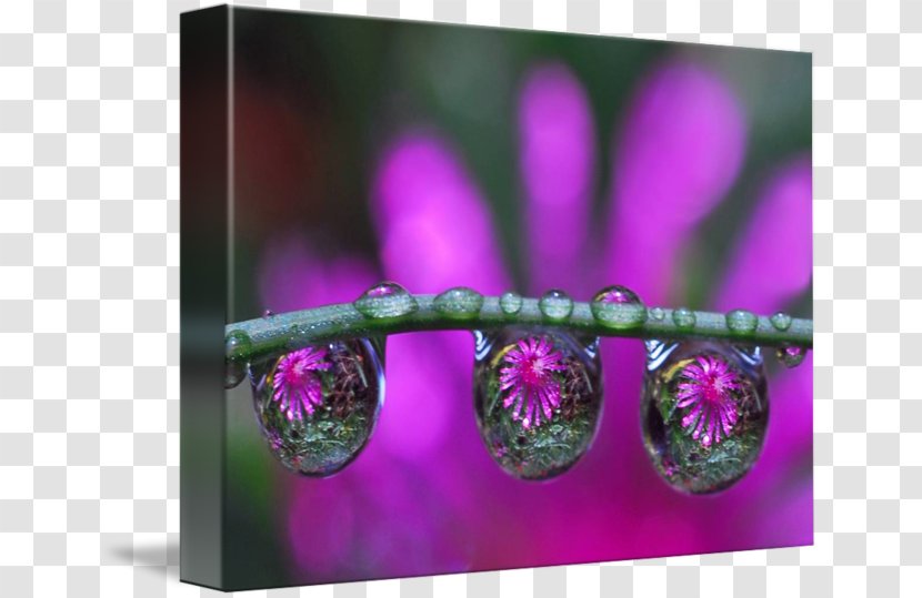 Dew Drop Violet Water Photography - Color - Purple Petals Transparent PNG