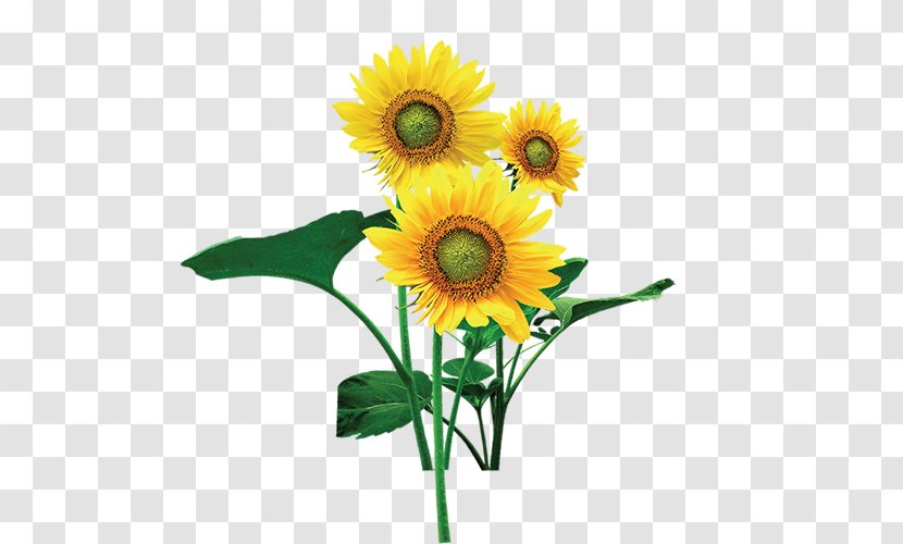 Common Sunflower - Information Transparent PNG