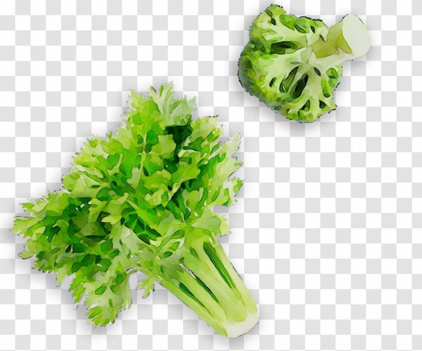 Parsley Lettuce - Vegetarian Food - Romaine Transparent PNG