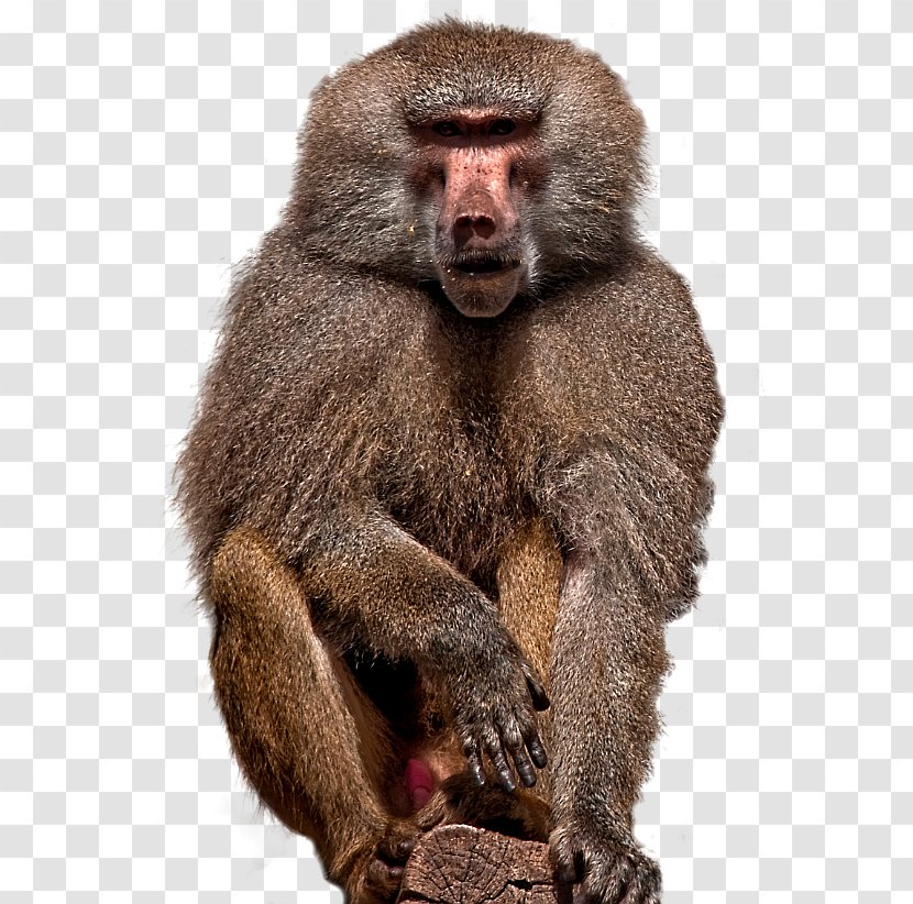 Macaque Golubitskaya Adobe Photoshop Baboons Plug-in - Freeform Select - Matting Transparent PNG