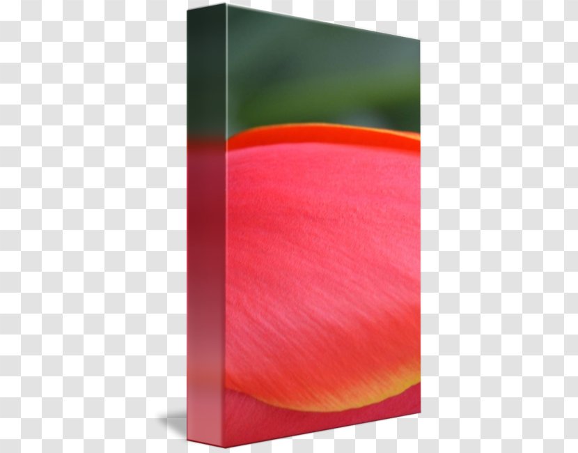 Rectangle - Red - Orange Tulip Transparent PNG