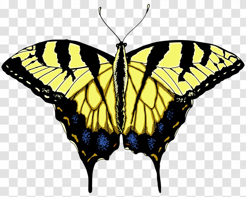 Butterfly T-shirt Yellow Clip Art - Monarch - Illustrations Transparent PNG