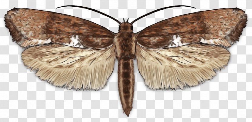 Caterpillar Cartoon - Brushfooted Butterflies - Underwing Moths Hawk Transparent PNG