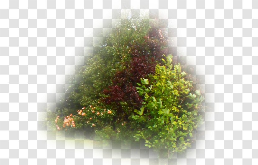 Shrub Vegetation Tree Lawn Eye Transparent PNG