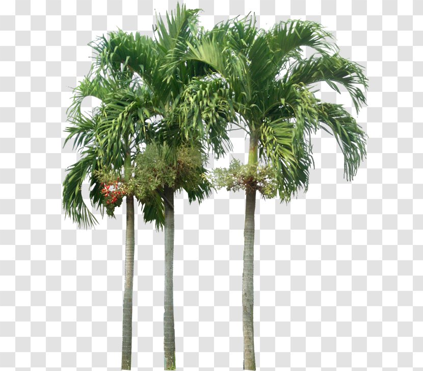 Washingtonia Robusta Adonidia Tree - Palm Transparent PNG