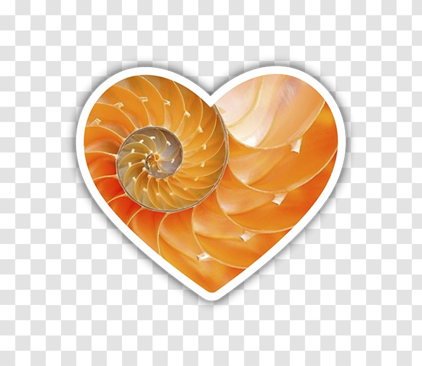 University Of Pittsburgh Snail Seashell Spider - Lgbt Heart Transparent PNG
