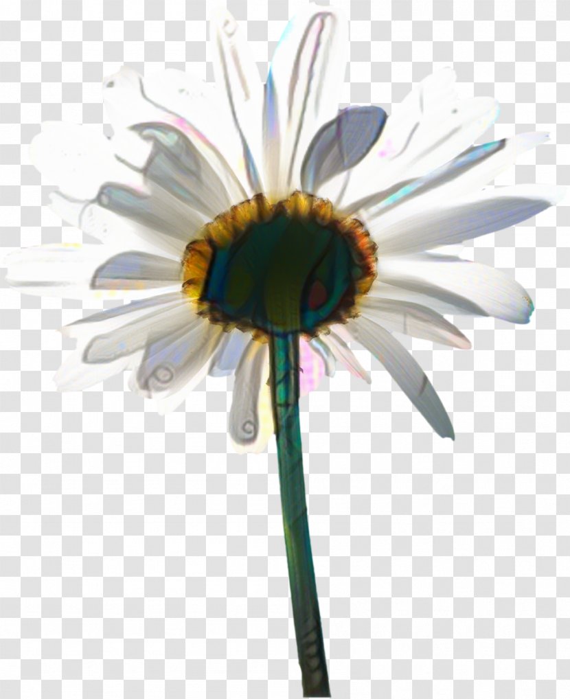 African Family - Plant - Daisy Aster Transparent PNG