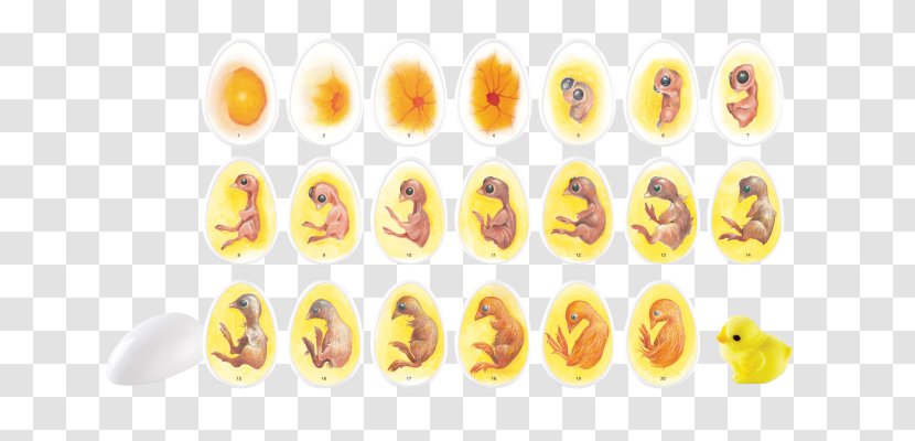 Chicken Chick Life Cycle Biological Egg Incubator - Quail Eggs Transparent PNG