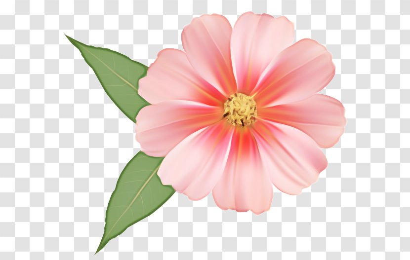 Pink Flower Cartoon - Rose - Perennial Plant Impatiens Transparent PNG