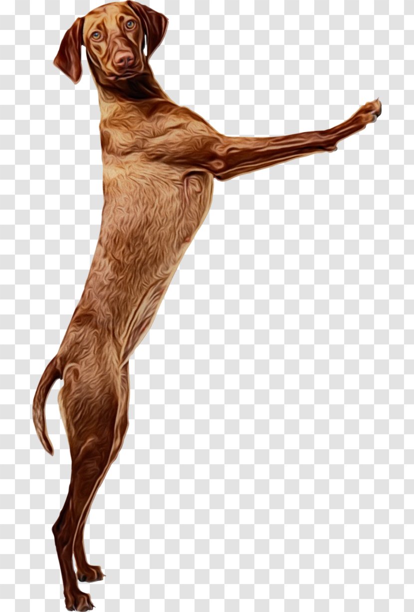 Dog Sitting - Labrador Retriever - Ancient Breeds Weimaraner Transparent PNG