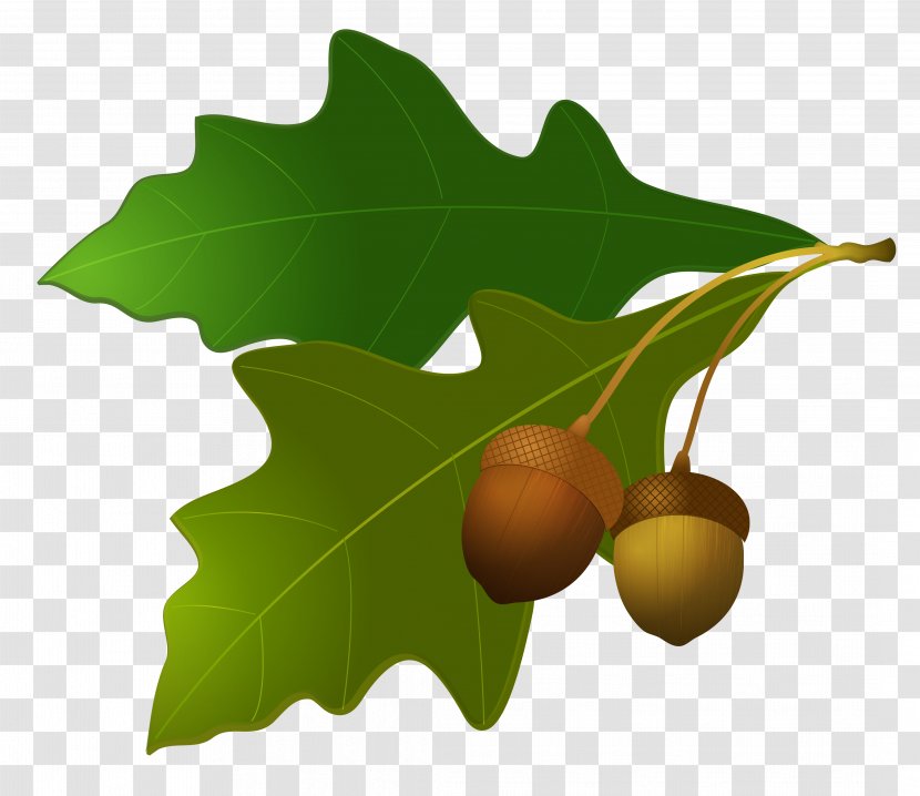 Acorn Leaf Oak Clip Art - Leaves With Acorns Transparent PNG