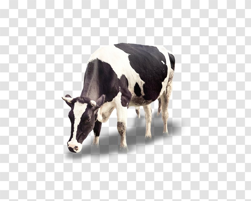 Cattle Calf Icon - Dairy Cow Transparent PNG