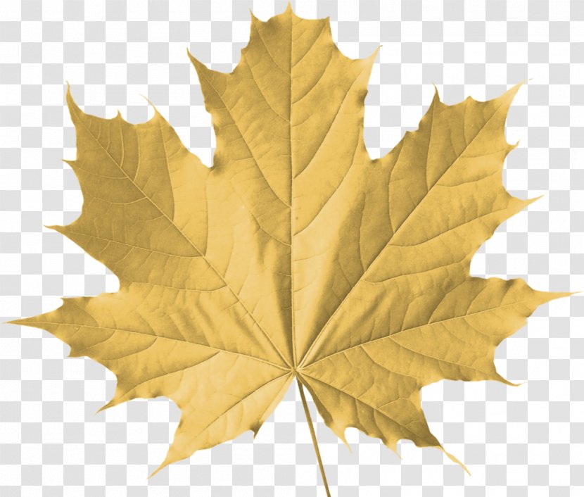 Sugar Maple Leaf Autumn Color Tree Transparent PNG