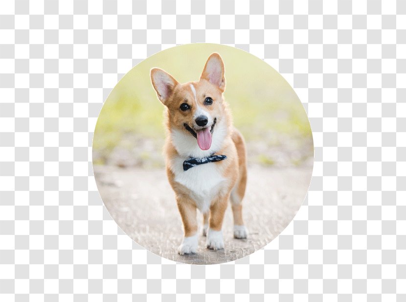 Pembroke Welsh Corgi Cardigan Puppy Dog Breed - Clipart Transparent PNG