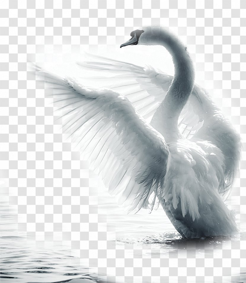 Mute Swan Bird Paper Feather - Song - Noble Transparent PNG
