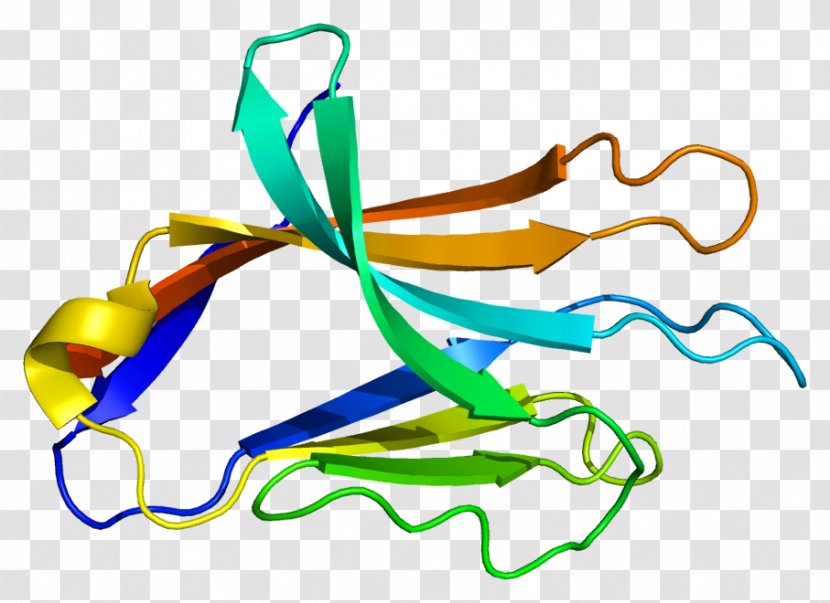 NCR2 Protein Gene Receptor Human - Silhouette - Watercolor Transparent PNG