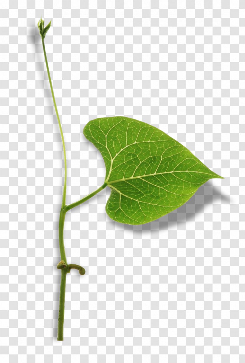 Twig Plant Stem Leaf Herb Pathology - Ejemplo De Objetos Transparentes Transparent PNG