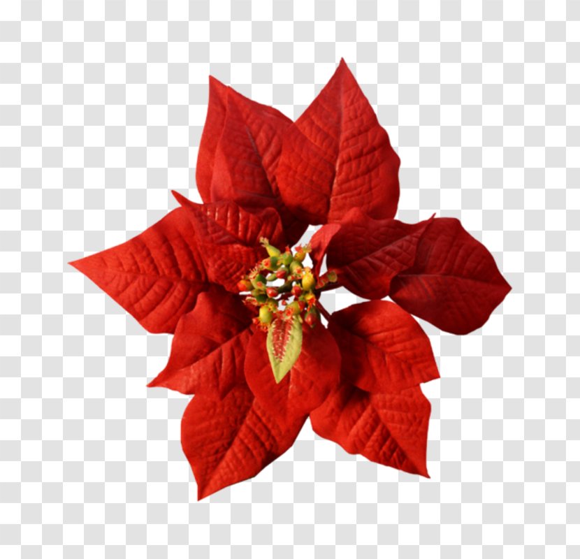 Christmas Day Poinsettia Template Holiday Shopping List - Microsoft Excel - Magnolias Transparent PNG