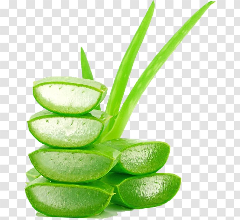 Aloe Vera Leaf - Cream - Drink Xanthorrhoeaceae Transparent PNG