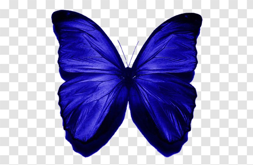 Morpho Menelaus Butterfly Insect Blue Clip Art - Pollinator Transparent PNG