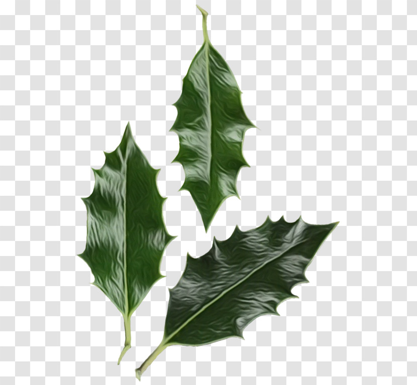 Holly Transparent PNG