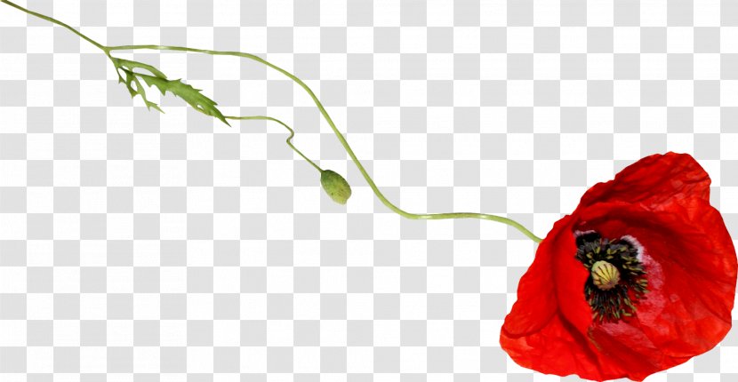Common Poppy Flower Clip Art - Family - Kartikeya Transparent PNG