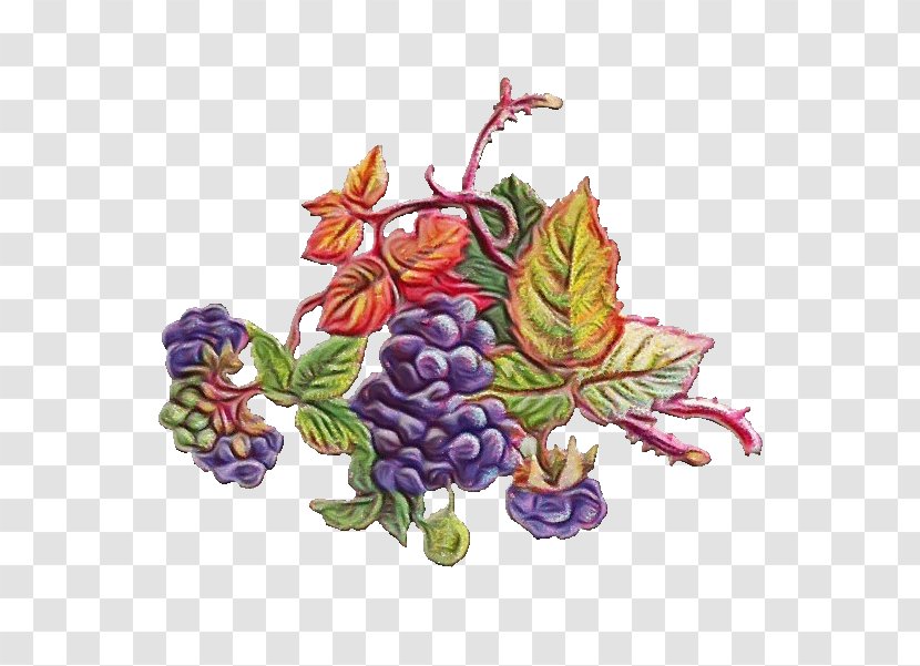 Drawing Of Family - Grapevines - Rubus Berry Transparent PNG