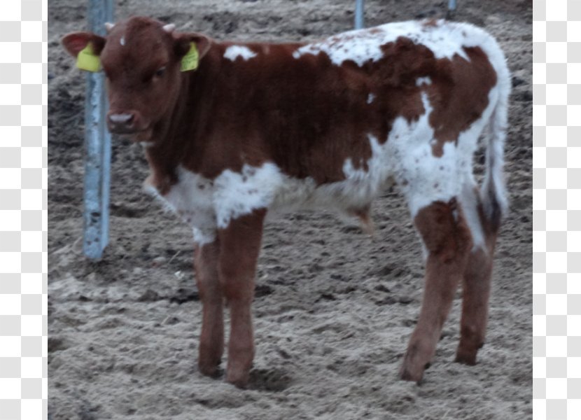 Cattle Calf Goat Dairy Livestock - Like Mammal - Longhorn Transparent PNG