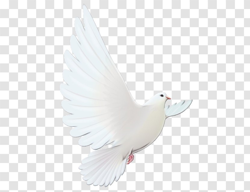 Dove Bird - Ducks - Seabird Peace Transparent PNG