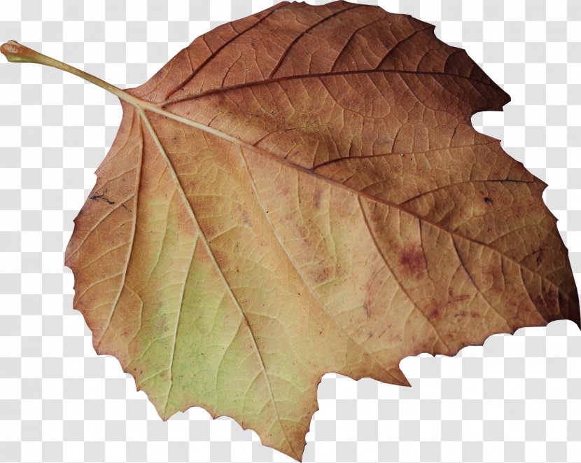 Leaves - Plant - Maple Leaf Transparent PNG